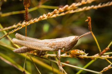 Grasshopper on nature leaves as background