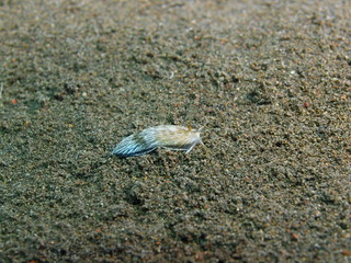 True sea slug