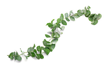 Green eucalyptus branches on white background