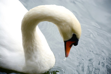 Obraz premium Лебедь
