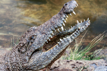 close-up photo of alligator head with open jaw