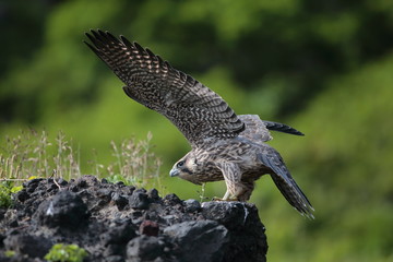 ハヤブサ,ハヤブサ目,ハヤブサ科,ハヤブサ属