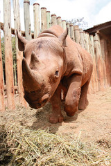 close-up of adult rhino in Sheldrick Elephant Orphanage, Nairobi
