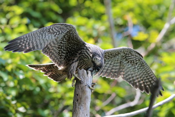 Obraz premium ハヤブサ,ハヤブサ目,ハヤブサ科,ハヤブサ属