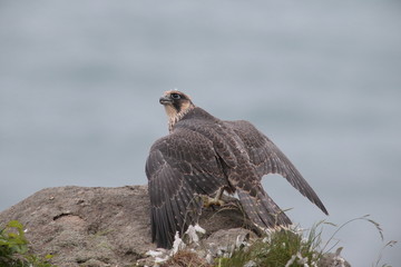 ハヤブサ,ハヤブサ目,ハヤブサ科,ハヤブサ属
