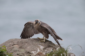 ハヤブサ,ハヤブサ目,ハヤブサ科,ハヤブサ属