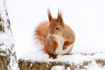 Cute fluffy squirrel on a white snow in the winter forest.