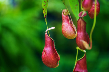Nepenthes, Tropical pitcher plants and monkey cups