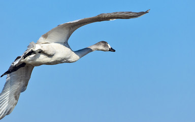 飛ぶ白鳥(幼鳥)
