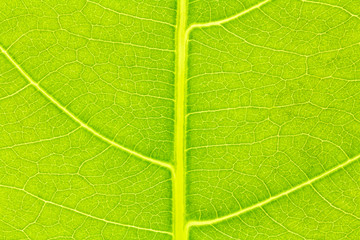 Leaf texture, leaf background for design with copy space for text or image. Leaf motifs that occurs natural.