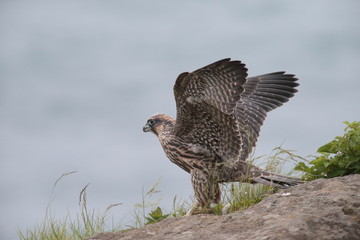 ハヤブサ,ハヤブサ目,ハヤブサ科,ハヤブサ属