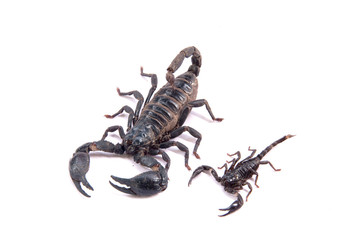 Scorpions on a white background