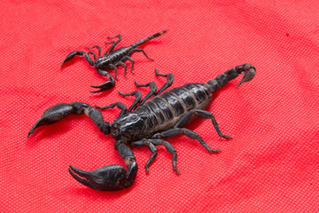 scorpion on  background