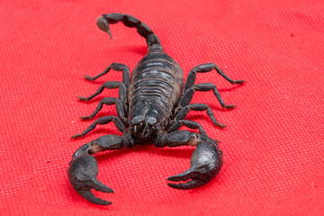 scorpion on  background
