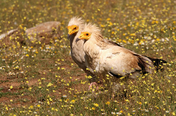 Adults of  Egyptian vulture in mating season. Neophron percnopterus