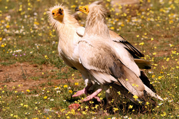 Adults of  Egyptian vulture in mating season. Neophron percnopterus