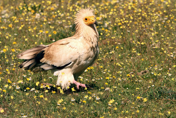 Adult of  Egyptian vulture. Neophron percnopterus