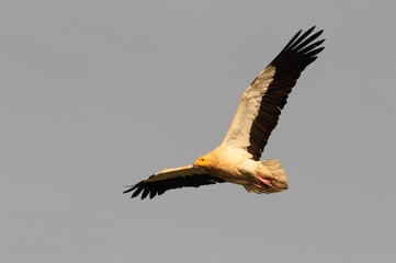 Adult Egyptian vulture. Neophron percnopterus