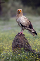 Adult Egyptian vulture. Neophron percnopterus