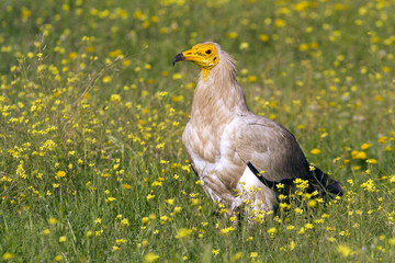 Adult of Egyptian vulture. Neophron percnopterus