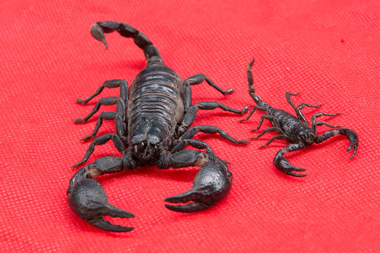 scorpion on  background