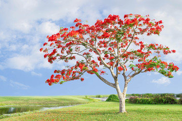 grand arbre à fleurs rouges