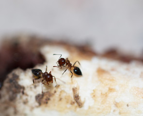 ants