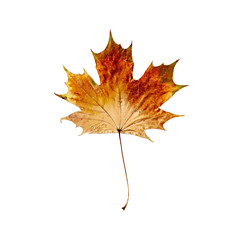 Autumnal mapple leaf isolated on white background