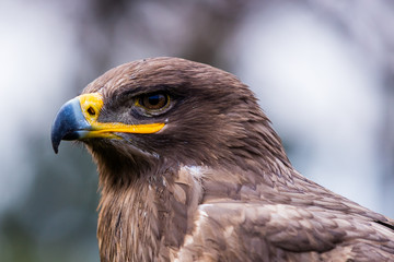 Steppenadler