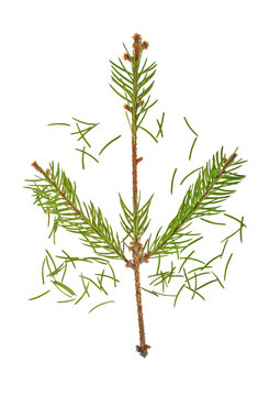 Dried out fir branch after christmas isolated over white backgro