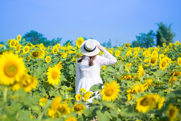 Obraz premium Tourist is travel into Sunflower field.