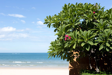 Red Plumeria or frangipani flower with blue sky and beach