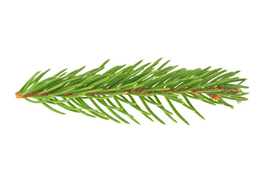 Closeup of Fir tree branch isolated on white background