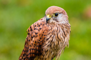 Kanadischer Buntfalke 