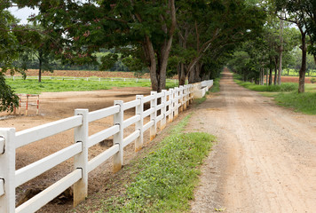 white wooden fence around the ranch and country road with tree