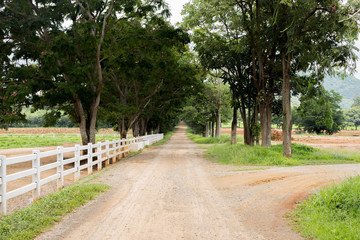 Fototapeta na wymiar white wooden fence around the ranch and country road with tree