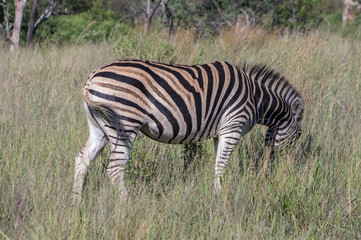 Zebra's grazing in the  wild at the Welgevonden Game Reserve in South Africa