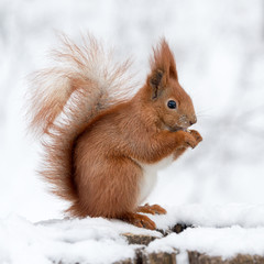 Cute fluffy squirrel eating nuts on a white snow in the winter forest.