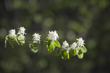 Flowering branch of apple trees in the spring.