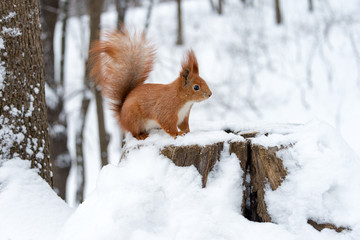 Cute fluffy squirrel on a white snow in the winter forest.