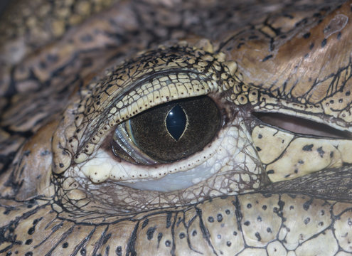 Eye crocodile as background