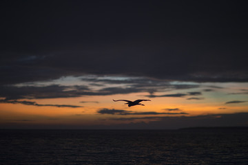 Flying stork on a background of a sunset in the Indian Ocean.