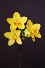 Blossom yellow orchid with dark soft background but it is artificial flower made form synthetic material.