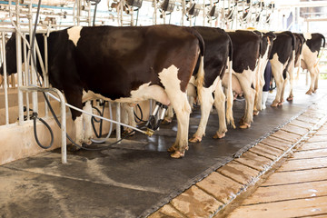 Cow milking and mechanized milking equipment
