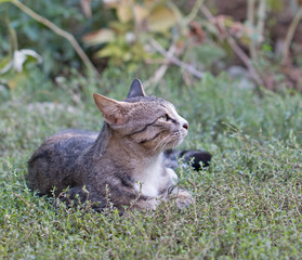 Obraz premium cat on grass