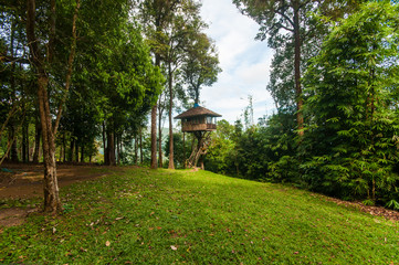 Tarzan style House in Jungle