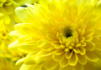 Soft focus Yellow chrysanthemum flower background