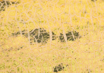 Peel the melon as background