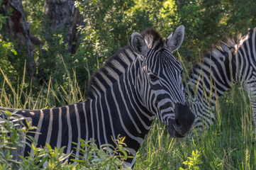 Zebra's grazing in the  wild at the Welgevonden Game Reserve in South Africa