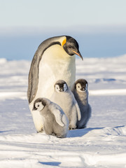 Emperor Penguins on the frozen Weddell Sea